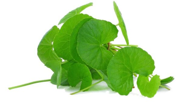 Prostovit sisältää gotu kola -uutetta